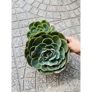 sen đá đất xanh bụi 1 gốc