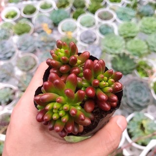 Sen đá Thạch Ngọc Mỹ (đậu đỏ)