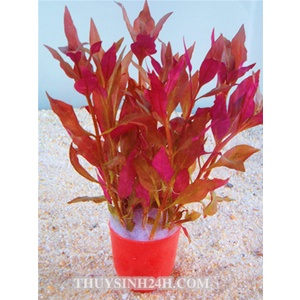 HUYẾT TÂM LAN 15 NHÁNH