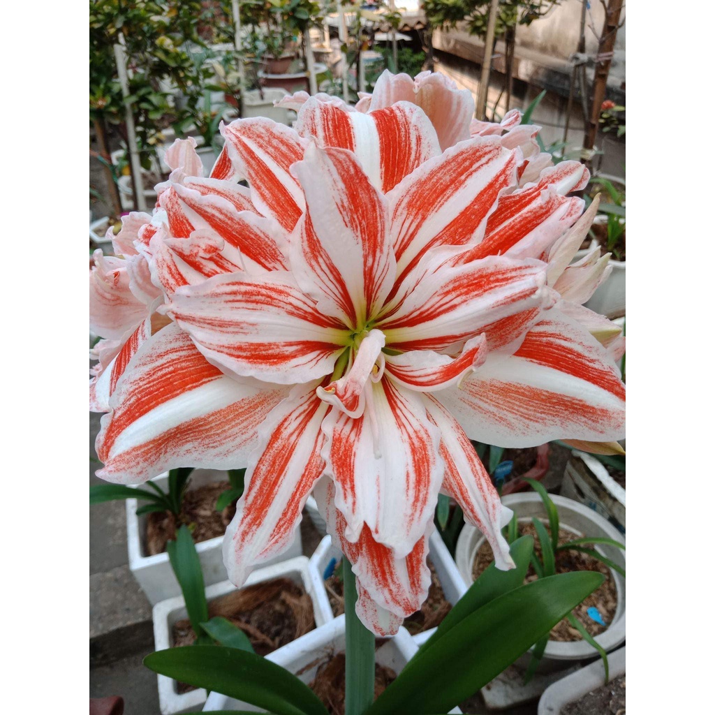 Củ hoa Lan huệ kép Dancing Queen