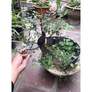 cây Du gốc bự