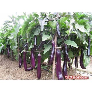 HẠT GIỐNG CÀ TÍM DÀI CAO SẢN SIÊU QUẢ