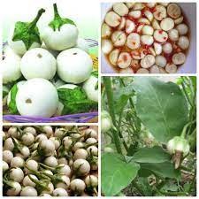 Gói hạt giống cà pháo trắng 100 hạt