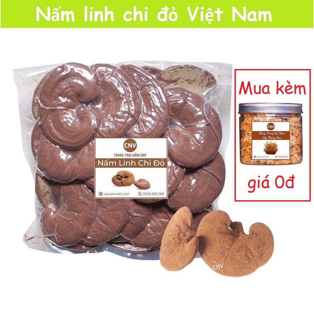 Nấm linh chi đỏ cao cấp CNV 500g x 2 (xích chi việt nam)