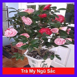  Cây Hoa Trà My Ngũ Sắc - ra hoa sau 4-5 tháng - caykiengsadec 