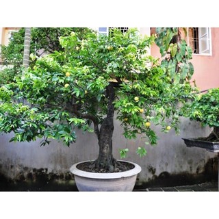 Cây thị thơm lùn giống (Được kiểm tra cây trước khi thanh toán)