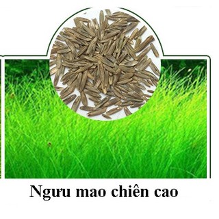 Hạt giống cây thuỷ sinh - cỏ nước- cỏ nước(ngưu mao chiên,..)