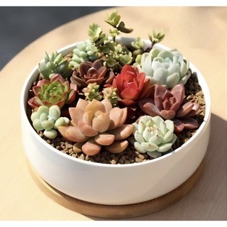 Chậu phi hạt dẻ trắng men, 3 size