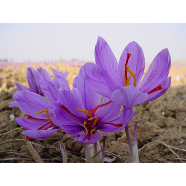 Nhụy hoa nghệ tây Saffron Mr Brown Das Original 1g