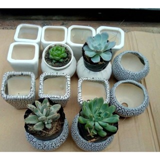 Chậu sứ nhỏ - chậu mini trồng sen đá, xương rồng / Chậu sứ mini