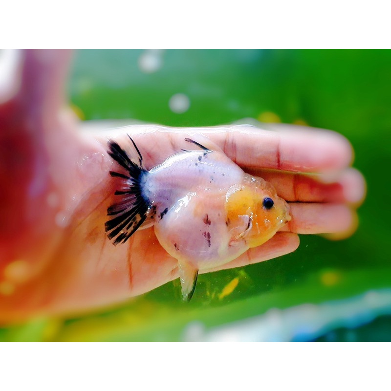 Cám cá vàng, cá chép, goldfish  chuyên thúc size cá - HẠT CHÌM 1mm - cám chăm heo nước