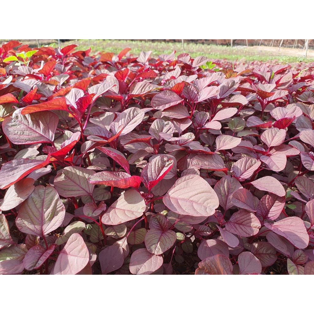 HẠT GIỐNG RAU DỀN ĐỎ (gói 10g)