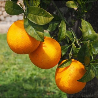 Cây cam vàng Navel giống