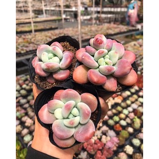 Sen đá sỏi miul / sỏi thiên thanh đỏ size bầu