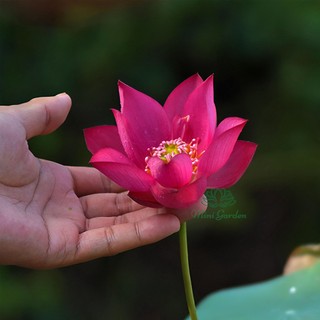 Củ giống sen mini Tú Mạc - Mini Garden