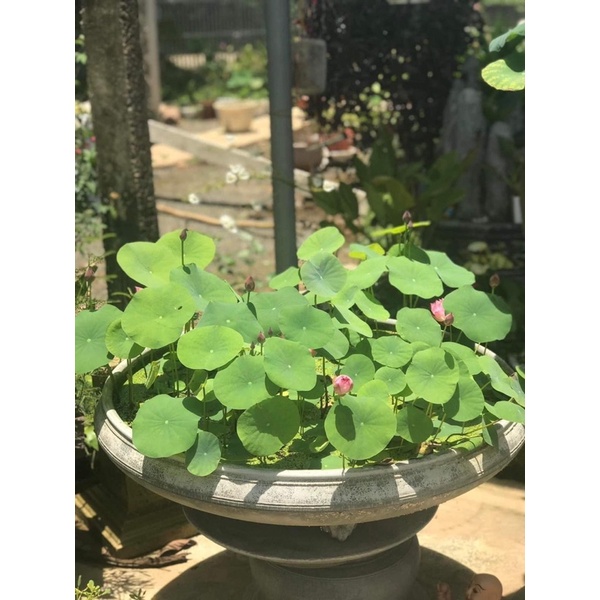 Củ sen mini Pink butterfly