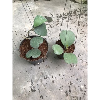 giò hoa lan cẩm cù lá trái tim chưa hoa