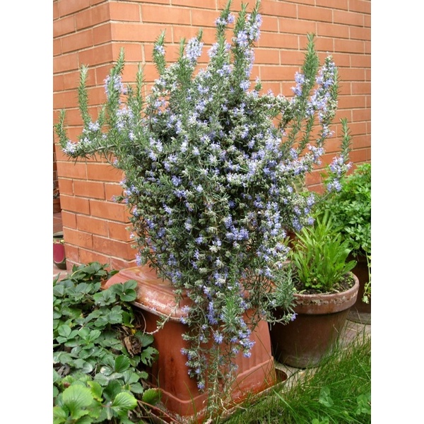 Hương thảo rũ mưa xanh và rũ Hàn