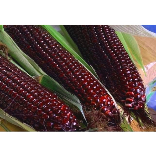 5 Bắp Ngô Tím Điện Biên, Ngâm Rượu Thơm Ngon