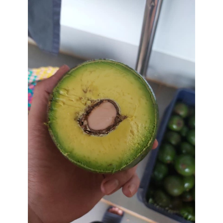 Cây bơ booth 7 giống