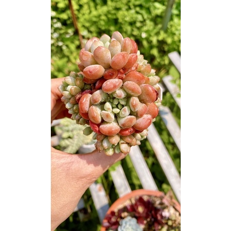 sen đá sỏi tuyết