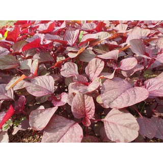 HẠT GIỐNG RAU DỀN ĐỎ (gói 10g)