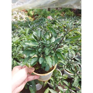 Chậu dưa PEPINO Tím (chậu lớn)