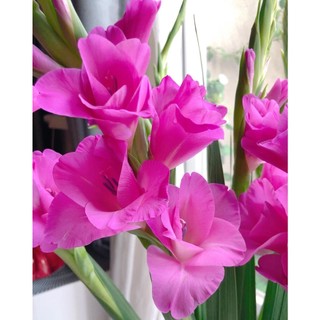 Củ hoa lay ơn nhiều màu (Củ giống nhập ngoại)