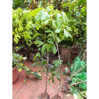 Cây giống nhãn tiêu da bò