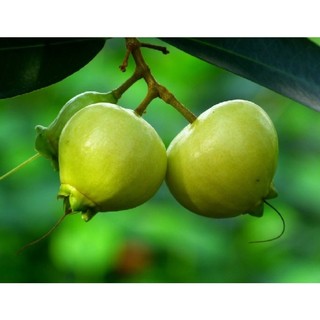 Cây giống mận roi lý