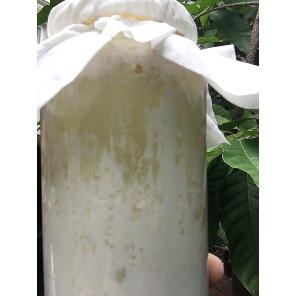 Kefir Grain Nấm sữa kefir làm sữa chua Kefir 5gr