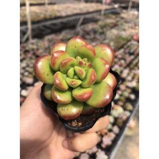Sen Đá Sỏi Kẹo Size Bầu