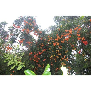 Cây chôm chôm Thái