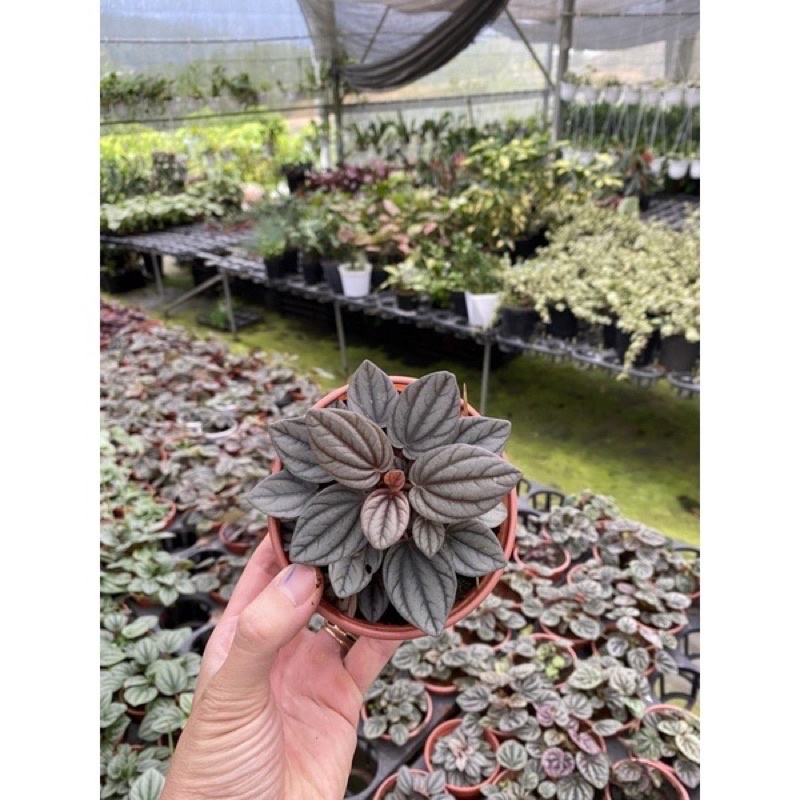 Chậu cứng hạnh tiên thảo - peperomia Caperata