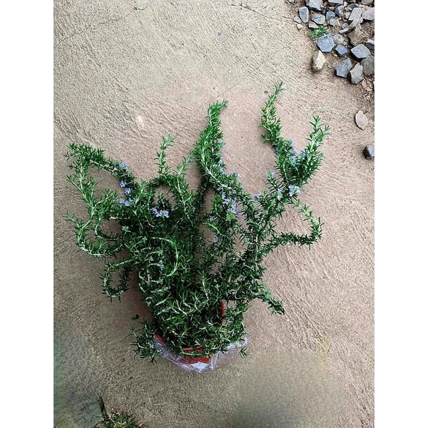 Hương thảo rũ mưa xanh và rũ Hàn