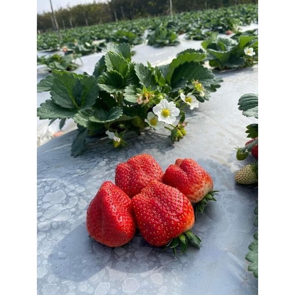 DÂU TÂY HANA MỘC CHÂU TƯƠI ĐỦ SIZE - Hàng tươi bay air mỗi ngày