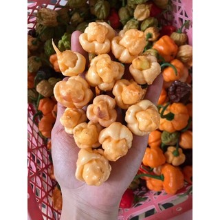Cây giống ớt Peach pockmark, ớt siêu cay đẹp lạ