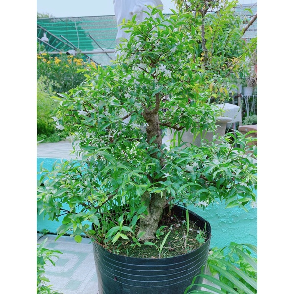 Mai Chiếu Thuỷ Bonsai Hàng Đẹp