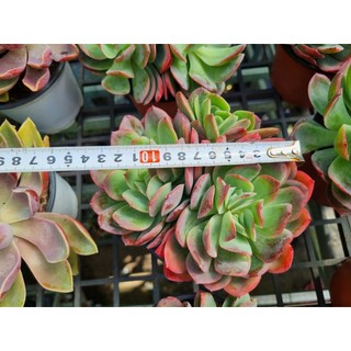Sen đá phượng hoàng lửa cây thụ 1 gốc 2 -3 đầu ,đường kính 15-16cm lỗi 1 đổi 1