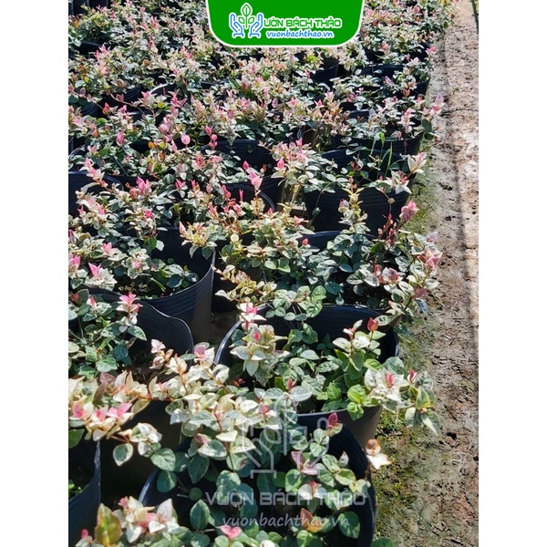 Cây Thằn Lằn Bông