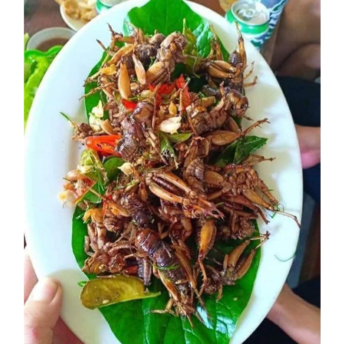 Dế cơm đông lạnh - dế cơm sơ chế
