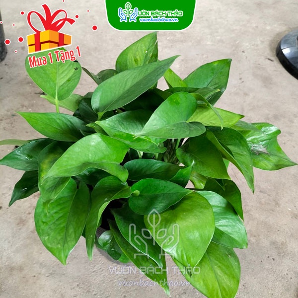 Cây kiểng lá trầu bà xanh thái