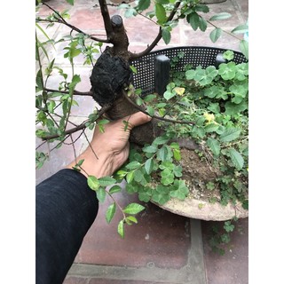 cây Du gốc bự