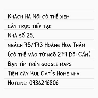 Hoả tốc HN - Cây bạc hà peppermint pha nước siêu thơm mát