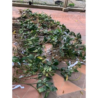 LAN KIỀU MỠ GÀ