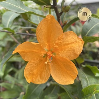 Cây mai nghệ - hoa 5-12 cánh, bonsai gốc ghép đẹp