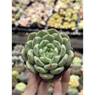 Sen đá bánh bao xanh size bầu 5cm hư 1 đổi 1