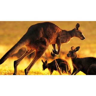 thịt kangaroo ( căng gu ru )