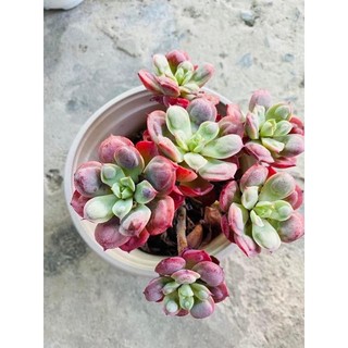 sen đá bò hạt thân thụ già
