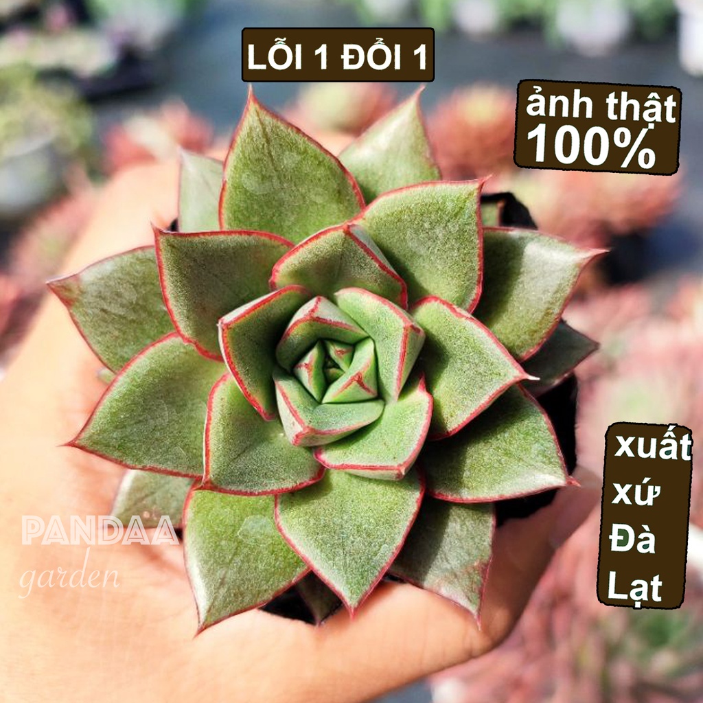 Sen Đá Hoa Hồng Đen Size 5-8cm Siêu Đẹp Dễ Trồng, Vườn Sen Đá PANDAA GARDEN Đà Lạt, Sen Đã Thuần Khí Hậu, Lỗi 1 Đổi 1